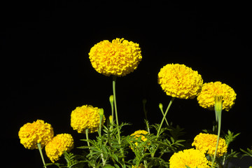 Marigold flower