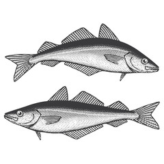 Coalfish, Saithe, Coley, Pollock (US)