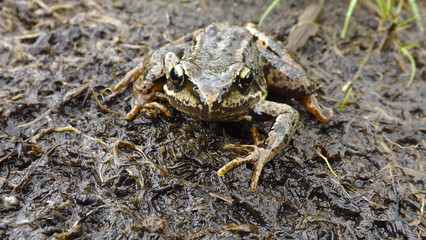 Mountain frog
