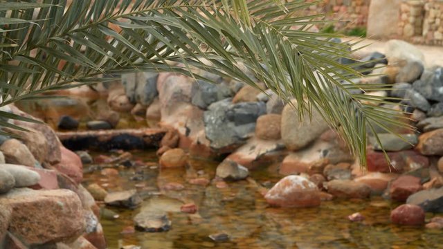 The branch of palm trees on a background of a rivulet. Rivulet inlaid stones
