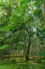 japanese landscape - kotoin - kyoto