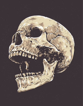 Naklejki Anatomic Grunge Skull