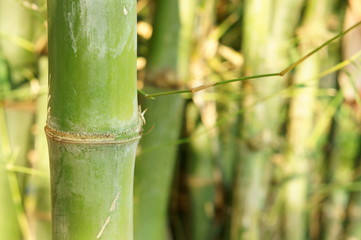Closeup of bamboo