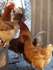chickens © maksim28142