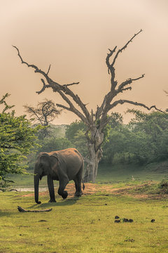 Fototapeta Sri Lanka: wild elephant in jungle of Yala National Park   