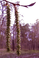 Naklejka premium The first foliage