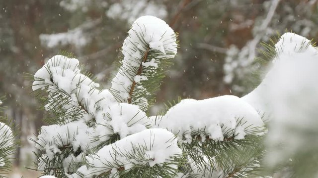 Beautiful tree covered with snow, close-up view, in the frosty winter, the Christmas forest