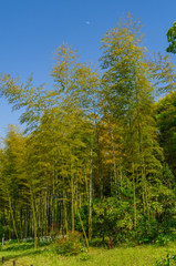 japanese landscape - banpaku kinen koen - nihon teien - suita - osaka