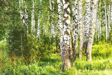 Fototapeta premium summer in sunny birch forest