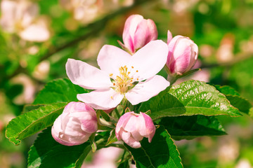 Obraz premium Flowers of apple.