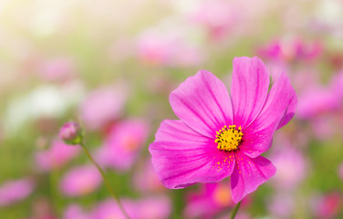 Obraz premium Beautiful cosmos flower in garden with sunlight