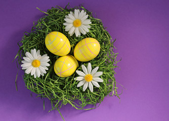 Easter. Easter yellow eggs and  white daisies on the green grass on a purple background