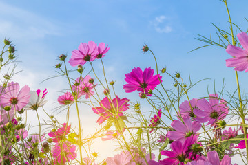Beautiful purple cosmos flower in garden with sunlight and blue