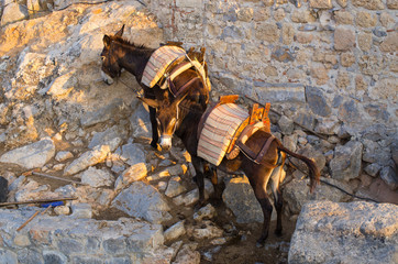 Two greek donkeys