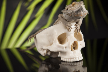 Skull, Agama bearded, lizard background