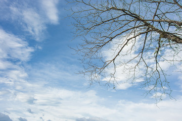 Fototapeta na wymiar blue sky and branch in spring season