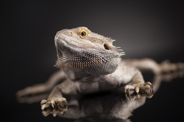 Pet, lizard Bearded Dragon on black background