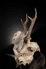 Lizard, Agama, Antlers, dragon and skull