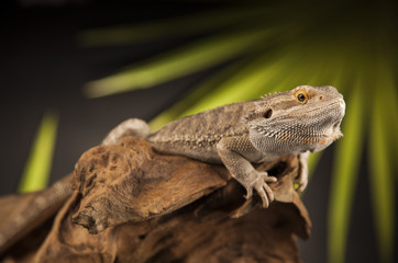 Lizard root, Bearded Dragon on green background