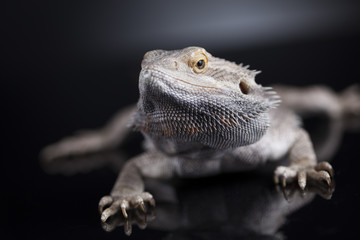 Agama bearded, pet on black background, reptile