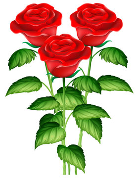 Three beautiful red roses