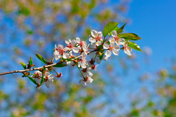 cherry blossoms against the blue sky
