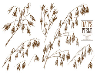Oats spikelet sketch hand drawn vector collection, grain and stems isolated vintage illustration on a white background for the bakery shop or menu. Cereal theme.
