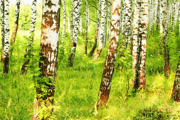 summer in sunny birch forest