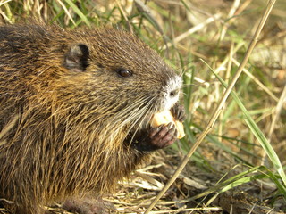 nutria castoro