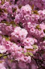 Naklejka premium Sakura. Cherry blossoms japan. Pink spring blossom background. 