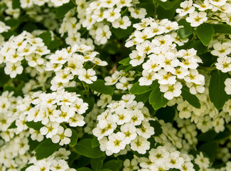white flowers