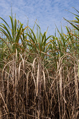 Sugar cane plantations in the green garden