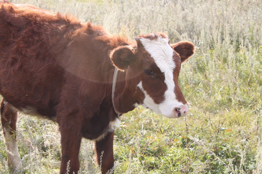 Calf