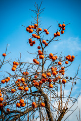 Arbre à Kaki avec ses fruits en hivers