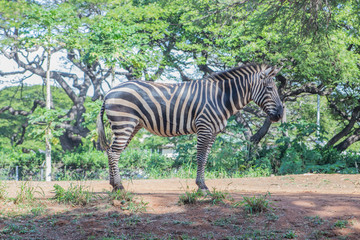 動物園のシマウマ