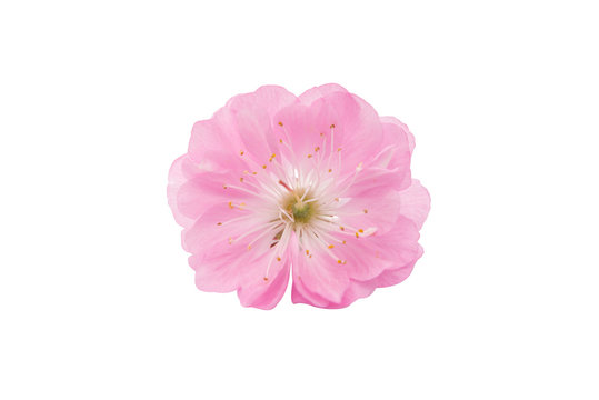 Fototapeta sakura flower isolated