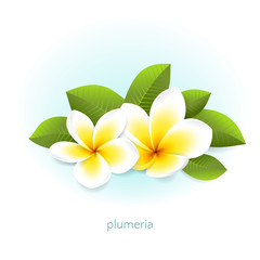 Vector realistic plumeria with leaves. White tropical flowers frangipani from Asia and Hawaii. Isolated from the background. - obrazy, fototapety, plakaty