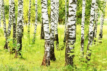Badezimmer Foto Rückwand summer in sunny birch forest © janbussan