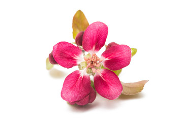 Fototapeta na wymiar pink flowers of apple isolated