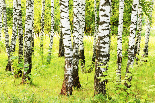 Fototapeta summer in sunny birch forest