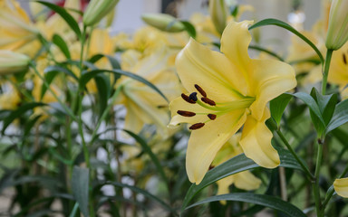Fototapeta na wymiar Yellow lily flower in the garden