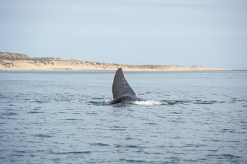 Fototapeta premium Coda di balena, Penisola Valdés (Argentina)