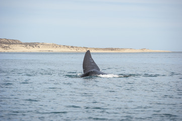Coda di balena, Penisola Valdés (Argentina)