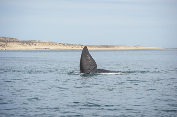 Coda di balena, Penisola Valdés (Argentina)