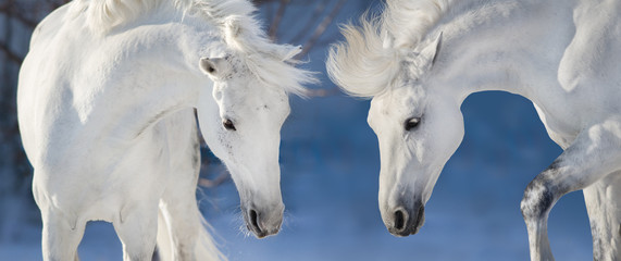 Two white horse portrait in blue winter background. Banner for web
