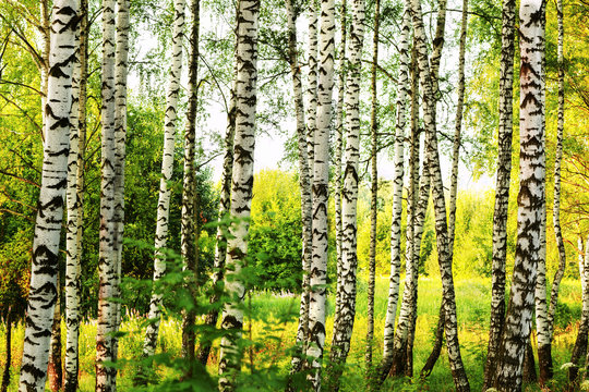 Fototapeta summer in sunny birch forest