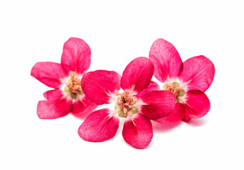 pink flowers of apple isolated