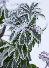 Close up of rhododendron bud in winter with hoarfrost, and snow