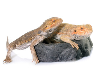 bearded dragons in studio
