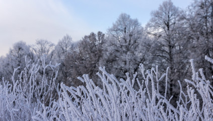Winter landscape with hoarfrosted trees. Polish   photographed at frosty and cloudy day.